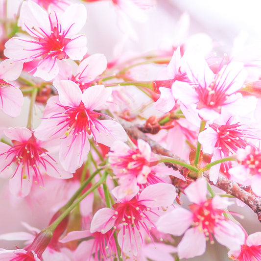 Cherry Blossom Wax Melts (Cherry & Flowers)