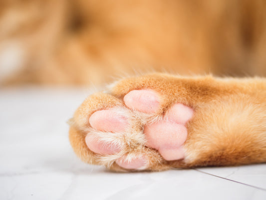 Cutie Paw