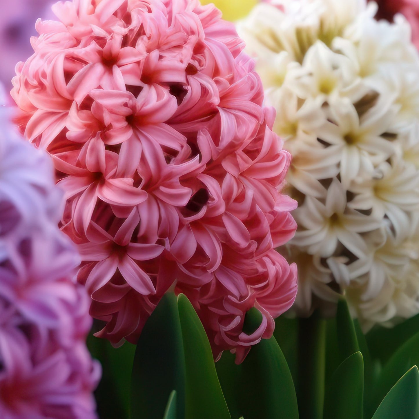 Hyacinth & Lily Wax Melts